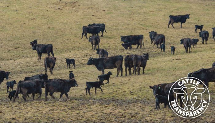 calves at Van Genderen farm