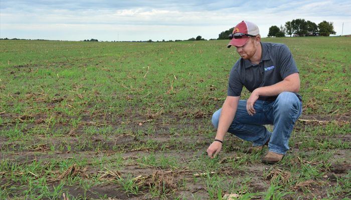 cover crops