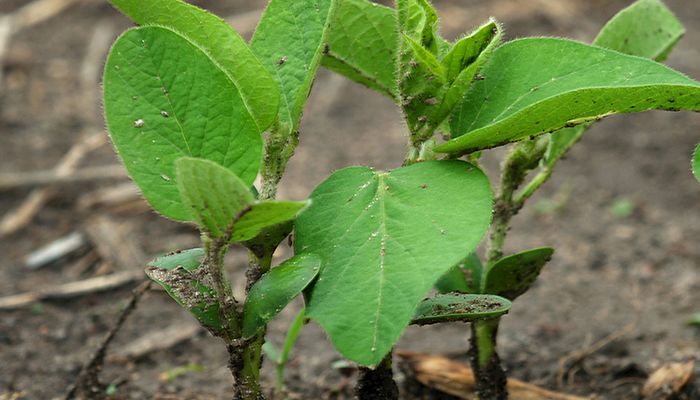 Soybean plant