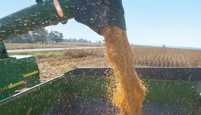 corn harvest