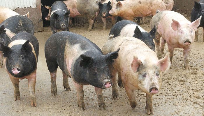 hogs
