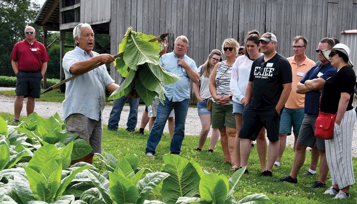 Hornback tobacco