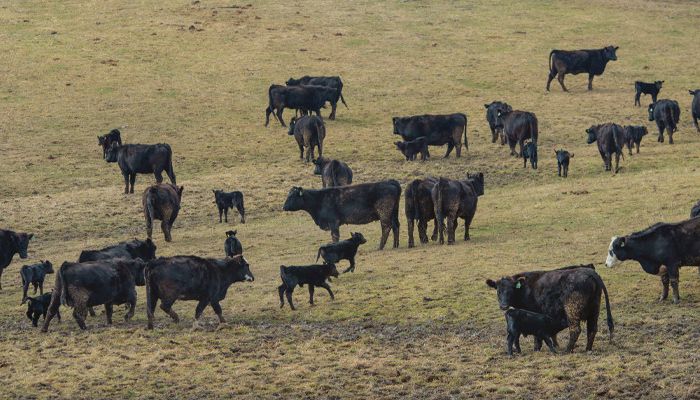 cattle