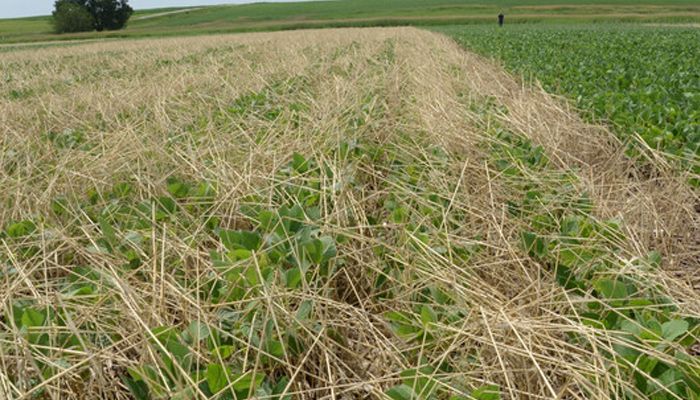 soybeans in cover crops