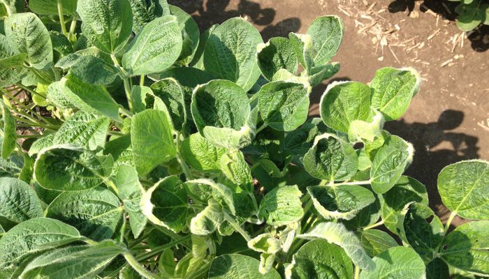 soybeans