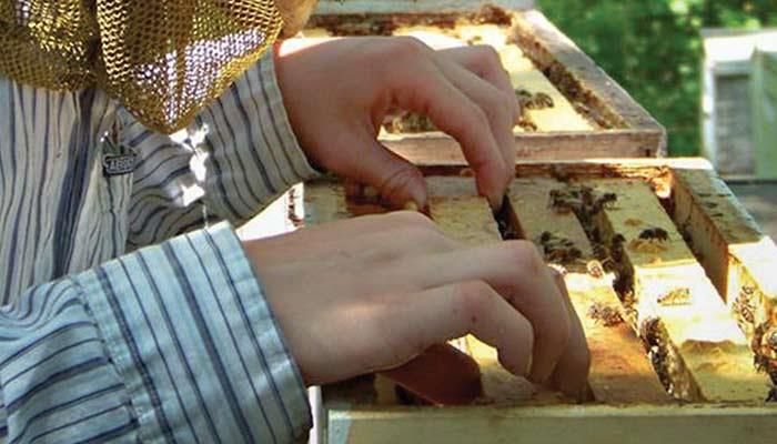 Iowa's Honey Queen creates a buzz