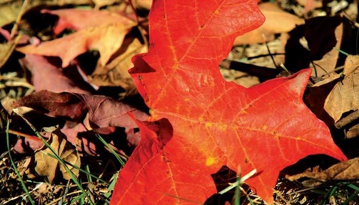 Autumn leaf