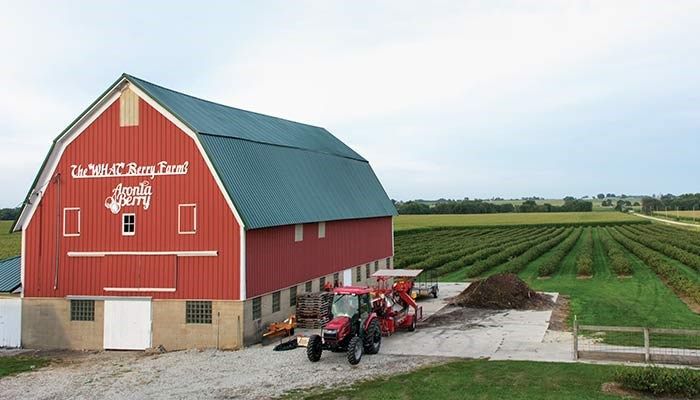 Northeast Iowa farm grows aronia berries for emerging markets