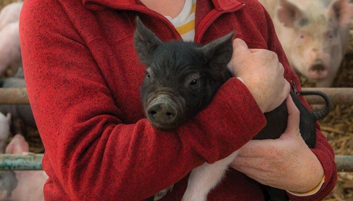 Livestock farmers like Stacie Euken of Wiota follow quality assurance standards to ensure the judicious use of antibiotics when caring for cattle and hogs.