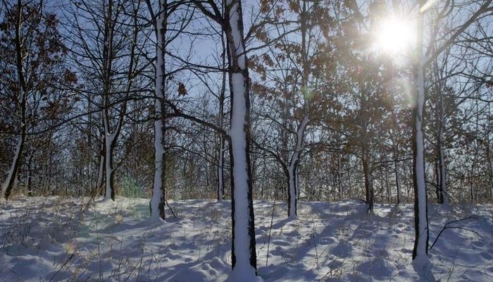 Fences serve as successful barriers to slow snow