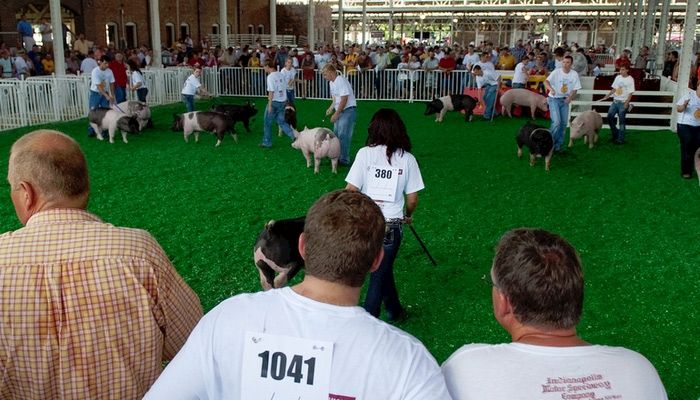 Heat Relief with the Hogs