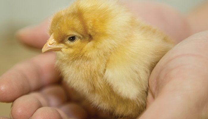 Tony Halsted, who moved back to the run the family business after working 20 years in the insurance industry, holds a newborn chick. 