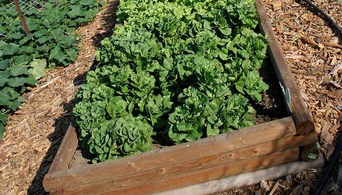 master gardeners help supply vegetables for the state's food banks