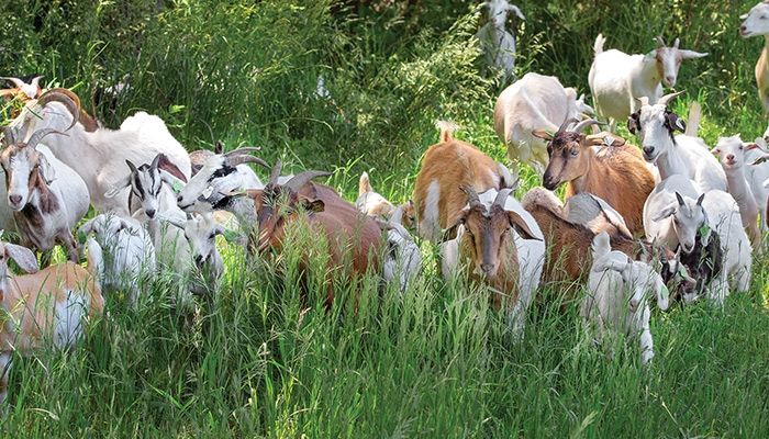Goats On The Go in Story City rents out about 140 goats that graze on weeds, tree saplings and grasses to clean up parks, acreages and hard-to-reach terrain.