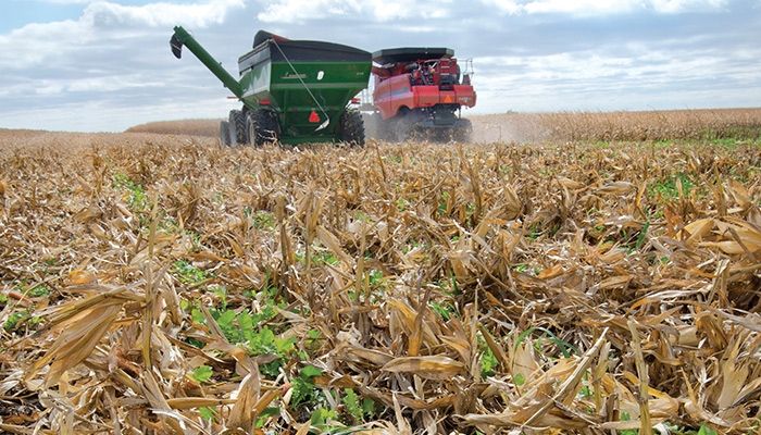 Cover crops appear in a north Iowa field after the corn is harvested in the fall. The cover crops will help secure nutrients in the soil during the winter and spring.