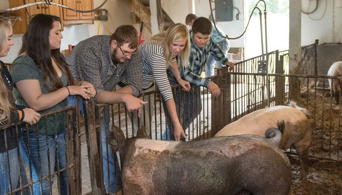 Kaitlyn Bonzer, second from right, West Fork High School FFA advisor, teaches students how to care for and raise hogs. The livestock are housed inside an old horse barn that the students recently renovated and converted into an ag learning center.