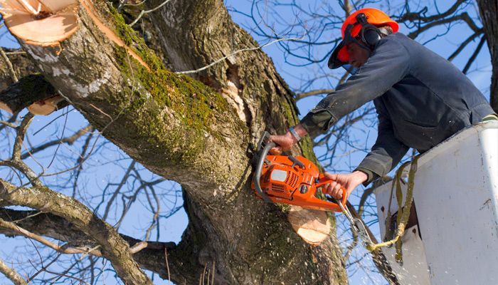 Properly maintaining trees can help you avoid injuries