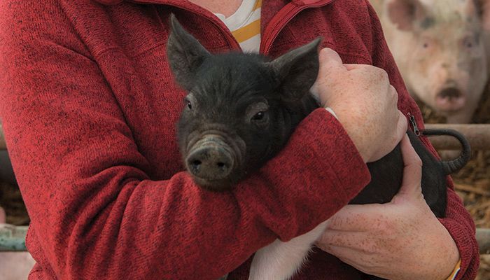 Stacie Euken, a mom of two boys and a farmer from Cass County, works closely with her veterinarian to help keep her pigs healthy.