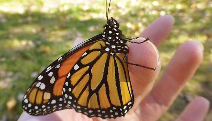 Researchers at Iowa State University are joining Iowa farm organizations, state agencies and agribusiness companies in launching a voluntary, statewide effort to promote habitat for monach butterflies. submitted photo