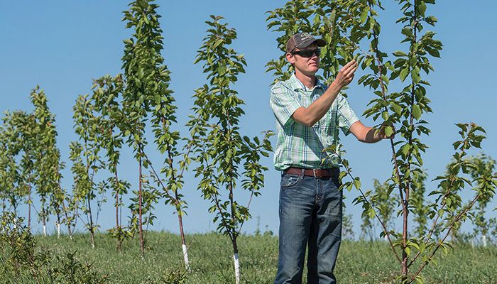 checking cherry trees