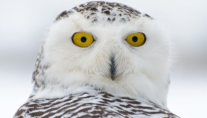 Snowy Owl