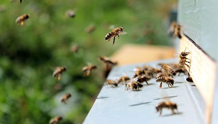 Bees at the hive
