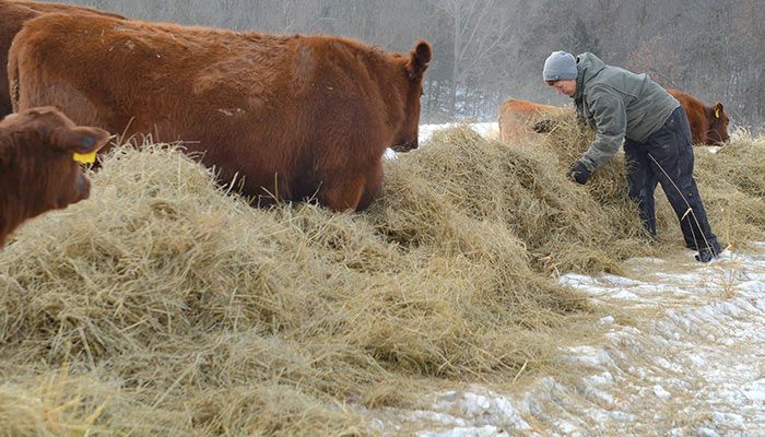 Decatur County Farm Bureau member Deanna Brennecke spreads straw out as bedding in the cold, snowy winter weather to keep her family's Red Angus cattle dry and comfortable.