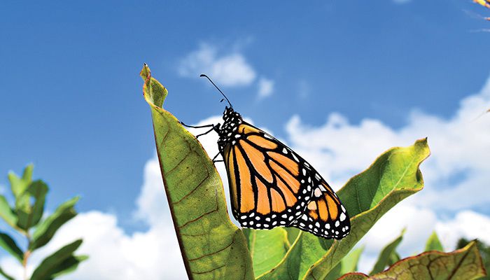 Iowa is an important habitat zone for monarch butterflies, which breed and feed on milkweeds and other pollinator-friendly plants. The Iowa Monarch Conservation Consortium aims to increase monarch habitat in non-productive land in the state.