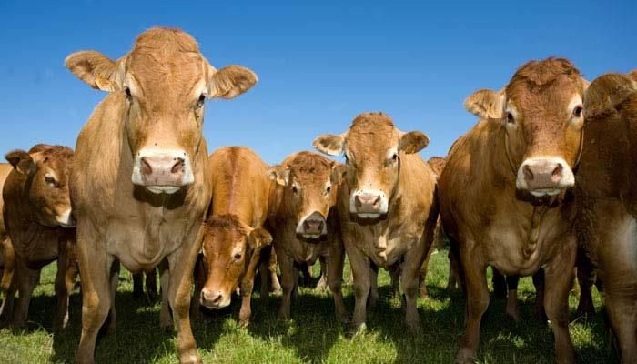 Iowa students take virtual tour of beef farm
