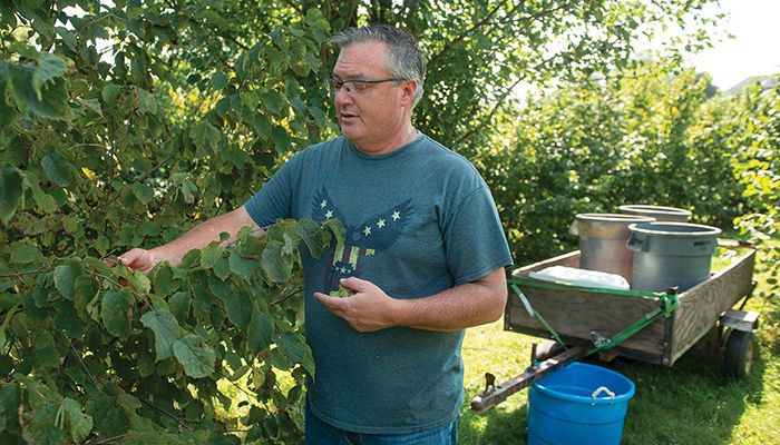 Farm Bureau member Rich Taylor grows hazelnuts on his farm near Earlham. He sells the harvested hazelnuts at the Iowa Capitol farmers market, where he sells out every week. Hazelnuts are a perfect addition to baked goods for the holidays.