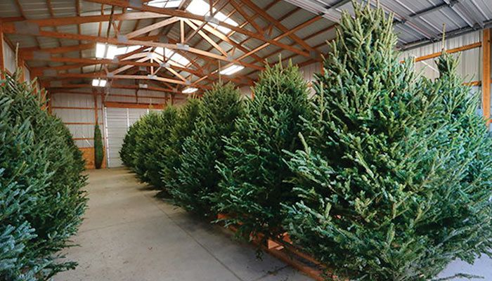 Walnut Ridge Farm offers pre-cut trees, but customers can also hand-cut their own Christmas trees (submitted photo).