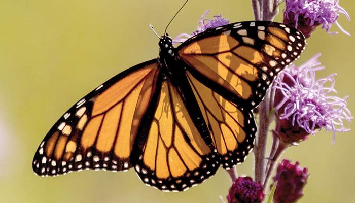 Iowa is an important feeding and breeding zone for monarch butterflies.