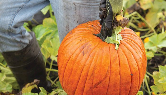 Bode's Moonlight Gardens took over a wholesale pumpkin-growing business from their neighbors, who were ready to retire and looking for a young family to carry on the tradition.