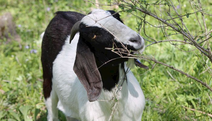 clive goats