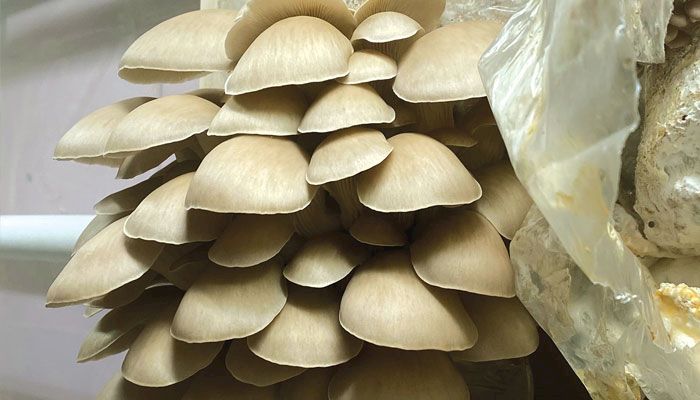 Oyster mushrooms