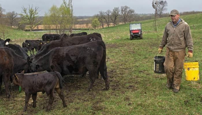 New NASS analysis shows Iowa farmers continue to efficiently raise livestock and grain despite market challenges