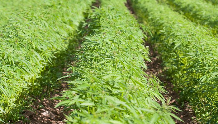 Iowa Farm Bureau Economic Summit taps into possible industrial hemp opportunities in Iowa