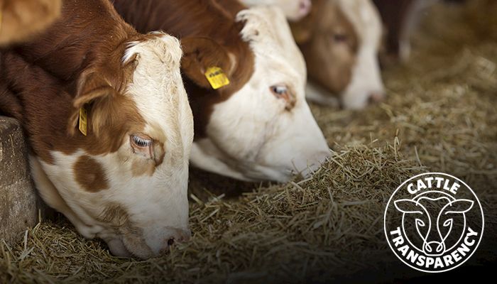 Iowa Farm Bureau statement on President Biden’s executive order addressing livestock markets