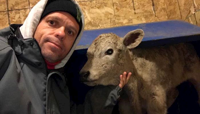 36 hours of rain, wind, and cold means round-the-clock care for baby calves