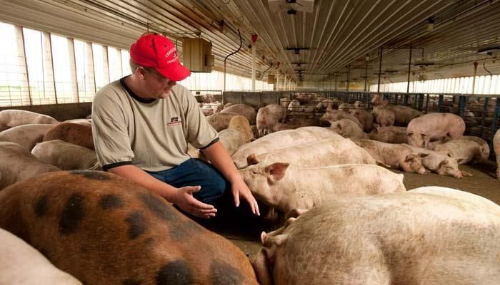 Farmer in hog barn