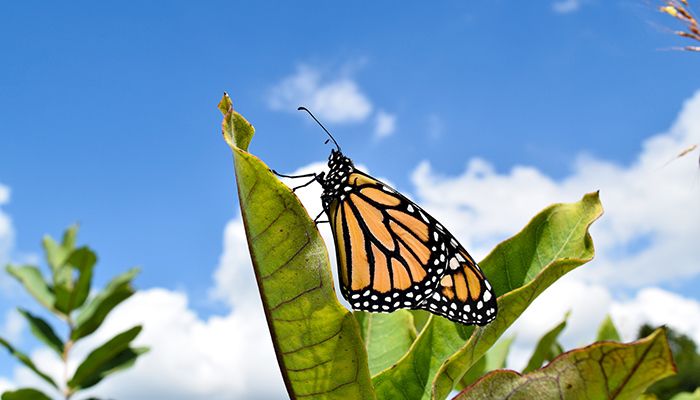 Monarch Butterfly