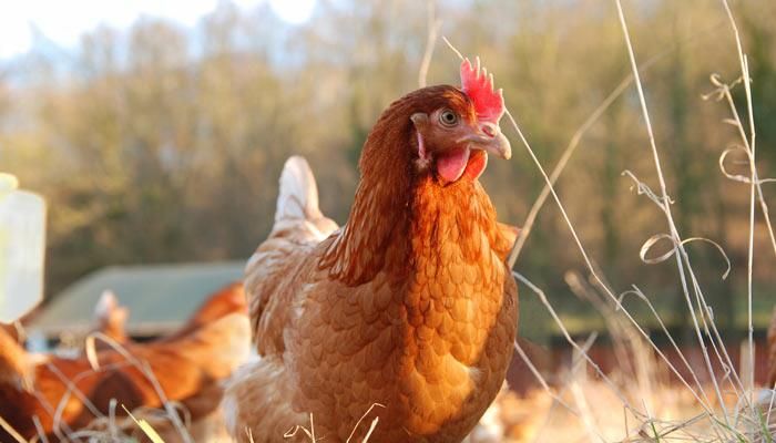 Backyard poultry, is it safer for human health?