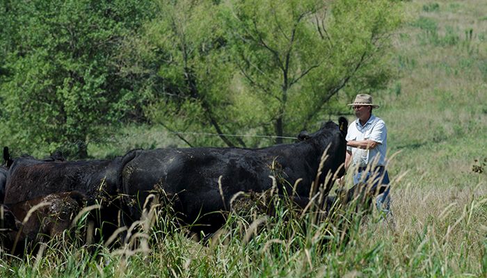 cattle grazing during summer