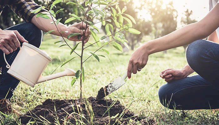 Tree planting tips from a Master Gardener