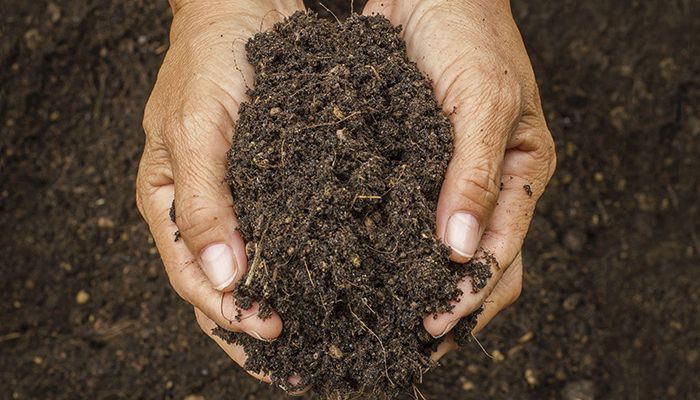 hands in soil