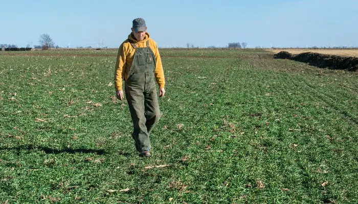 T.J. Ross of Orient, Iowa checks his cereal rye cover crops.