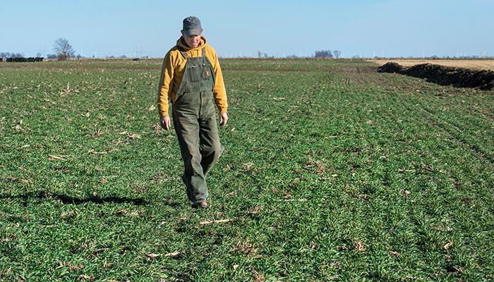 T.J. Ross of Orient, Iowa checks his cereal rye cover crops.