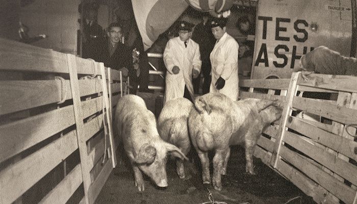 Black and white photo of hogs and farm equipment being loaded into a cargo plane