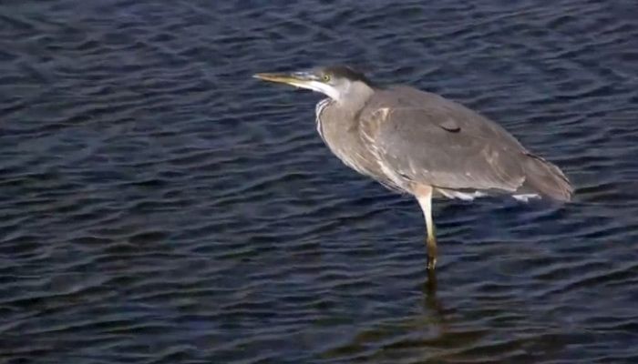 Heron in a wetland