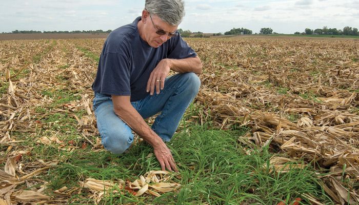 cover crops